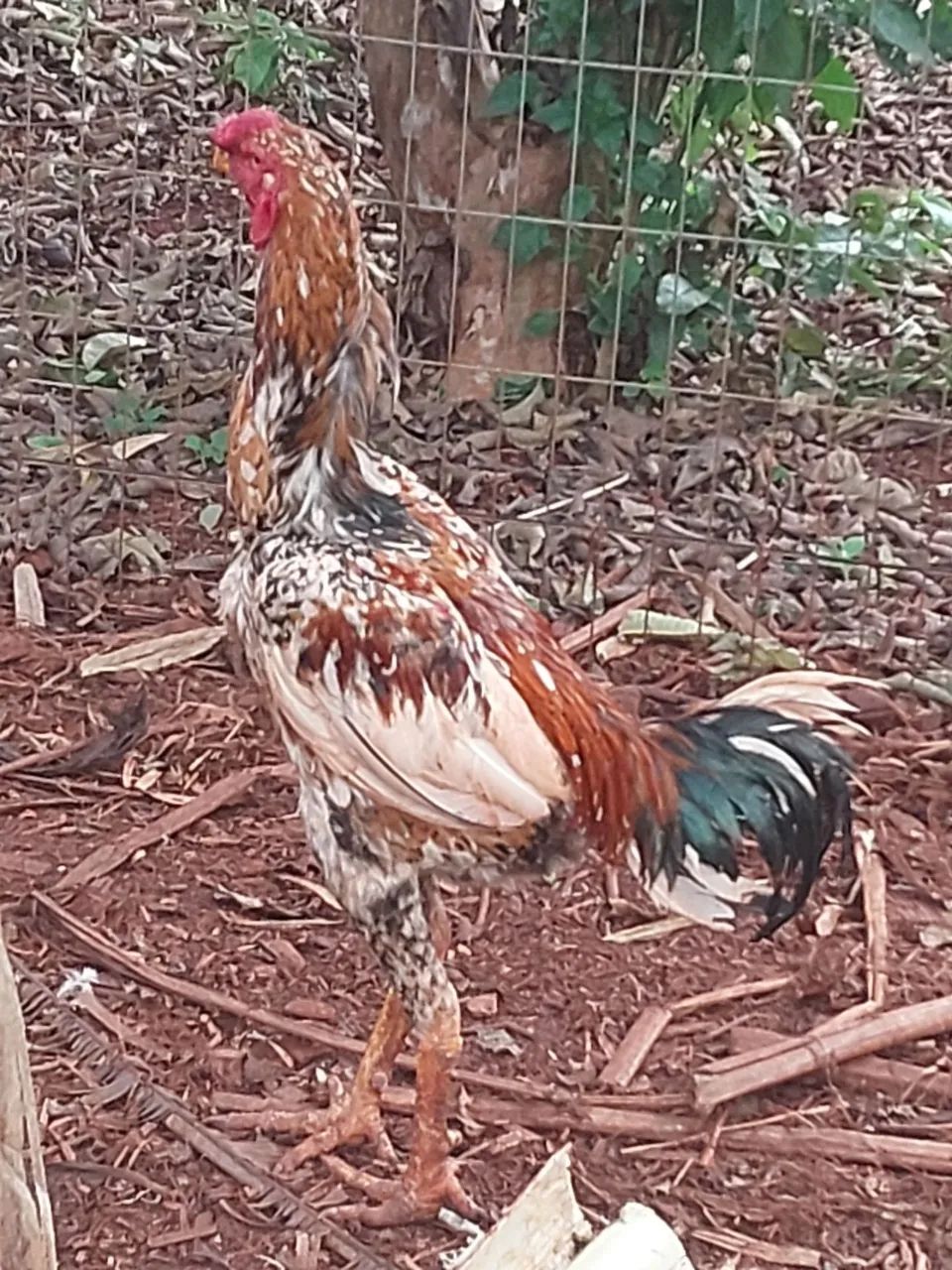 Galo e galinhas  - Foto 2