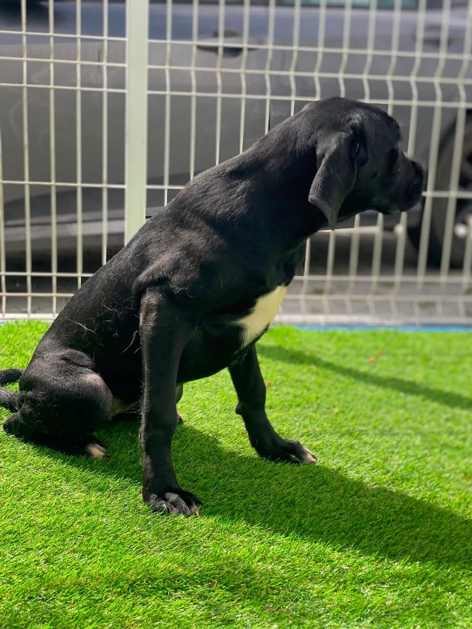 Cane Corso  - Foto 3