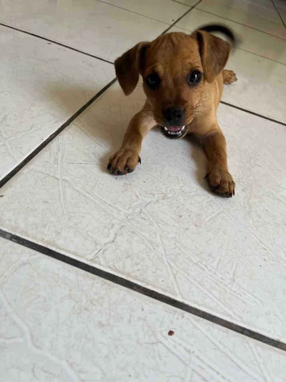 Doação responsável  - Foto 5
