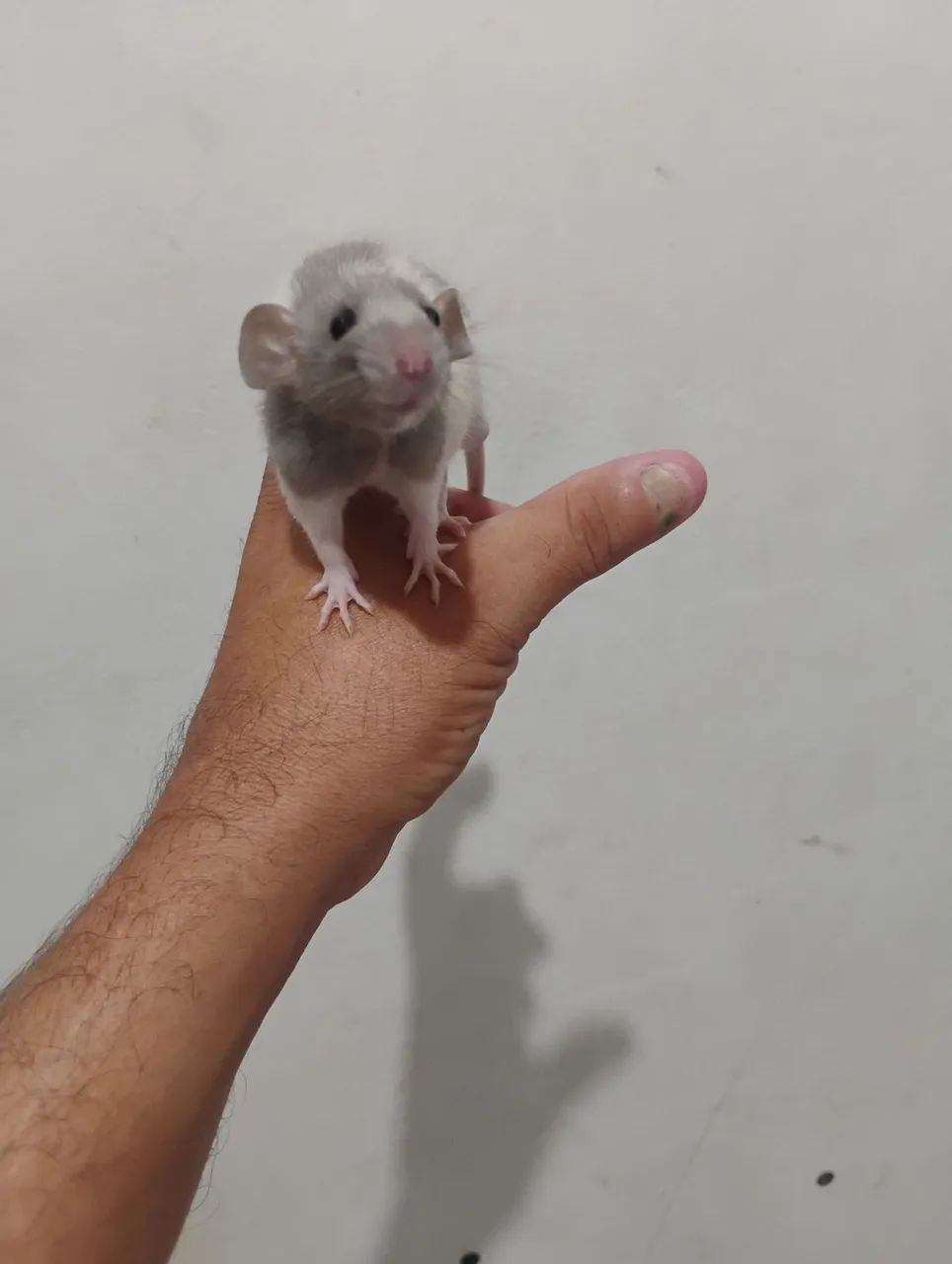 Lindos mercol Twister 50 reais cada 