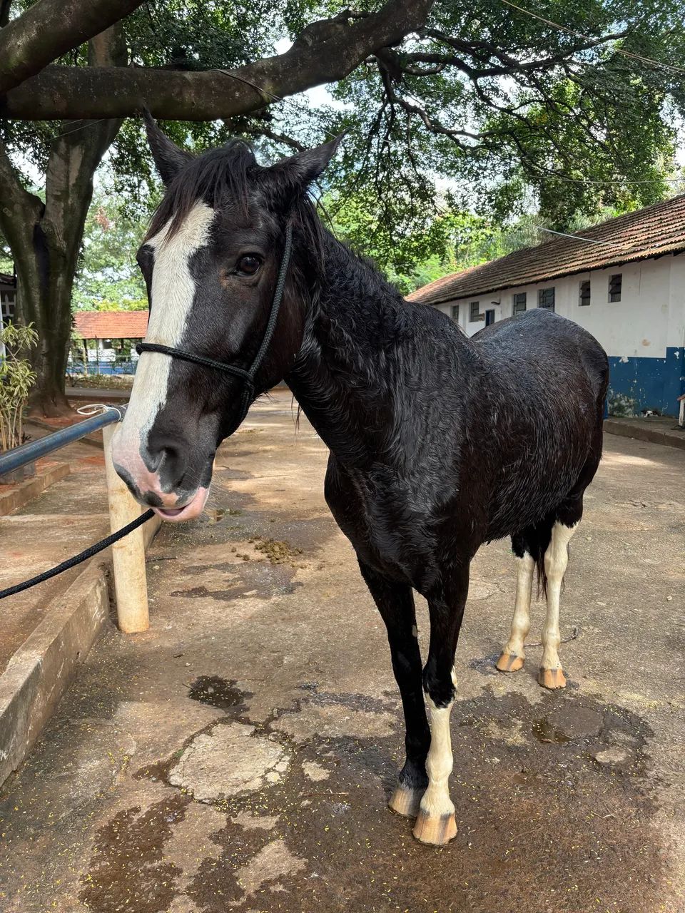 Cavalo SRD, preto e branco.