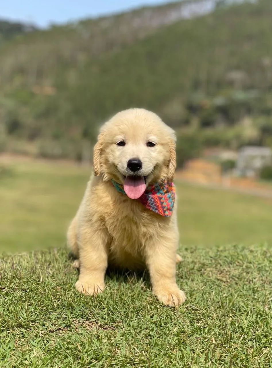 Modelo de cão  - Foto 3