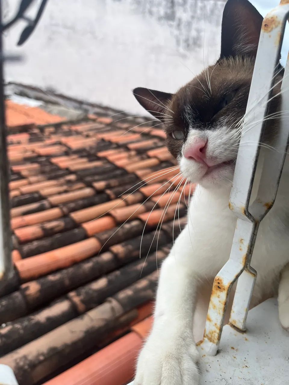 Gatinho muito carinhoso para adoção responsável  - Foto 4