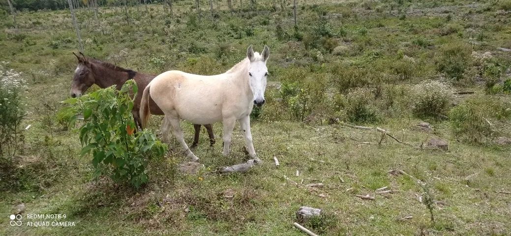 Mula pega com manga larga.
