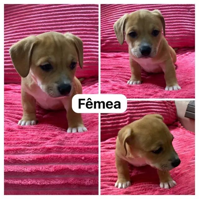 Filhotes American Terrier - Foto 2