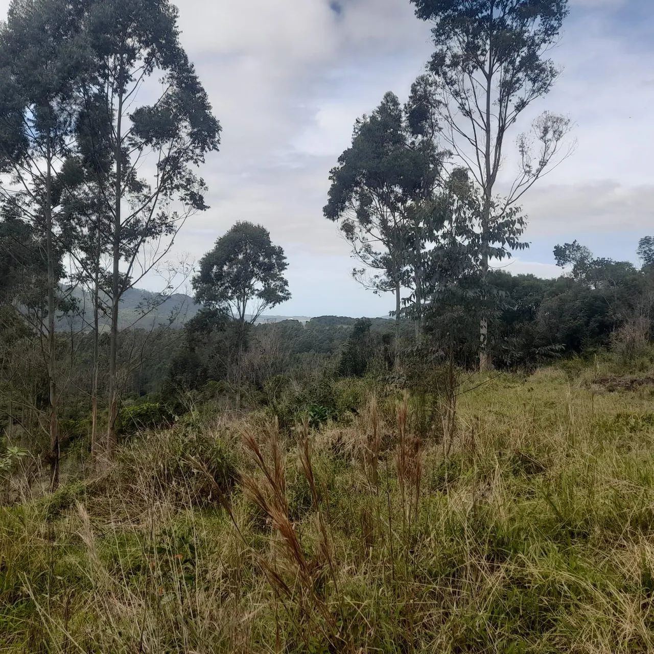 Sítio em Imarui ( 50 mil R$ cada 1000 M² ) - Foto 5