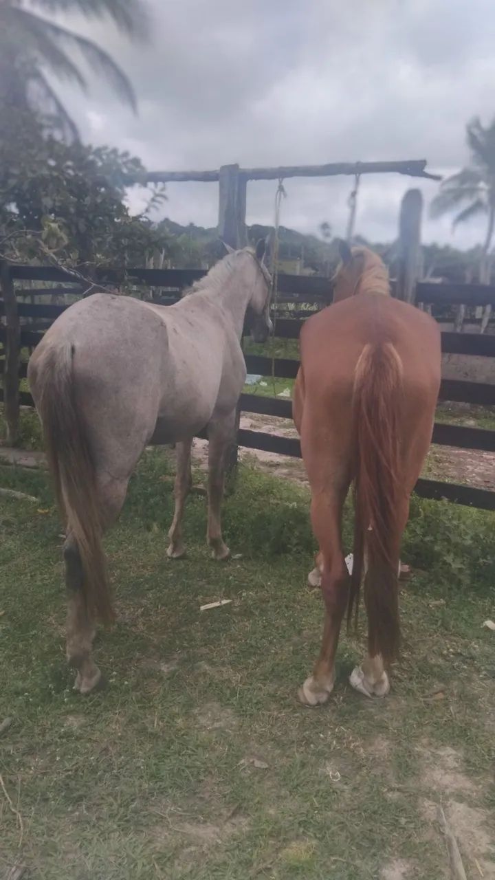Vende-se cavalo boms - Foto 5