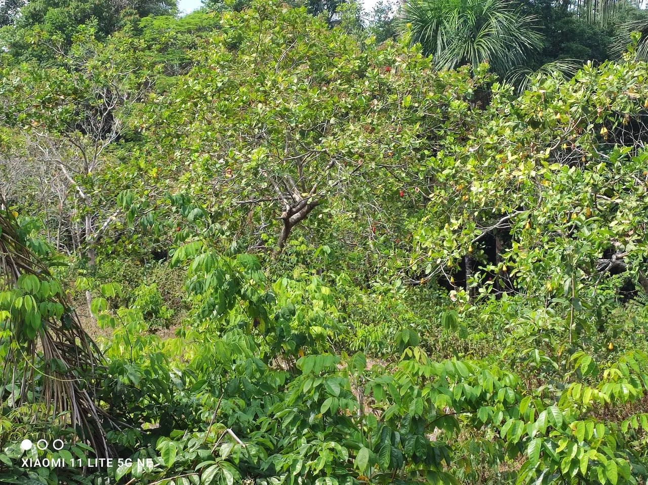 Venda de propriedade (sítio) - Foto 4