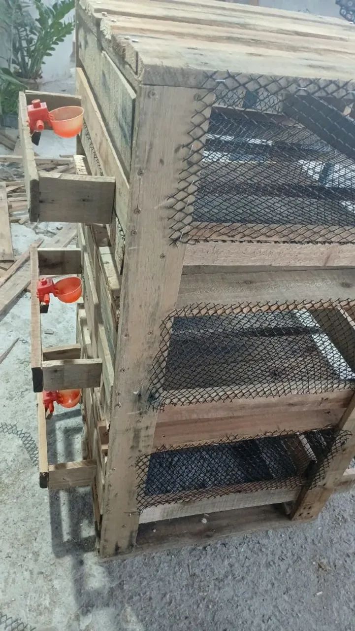 Viveiro para codornas  - Foto 3