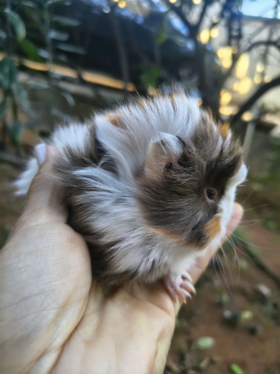 Porquinhas peruanas 