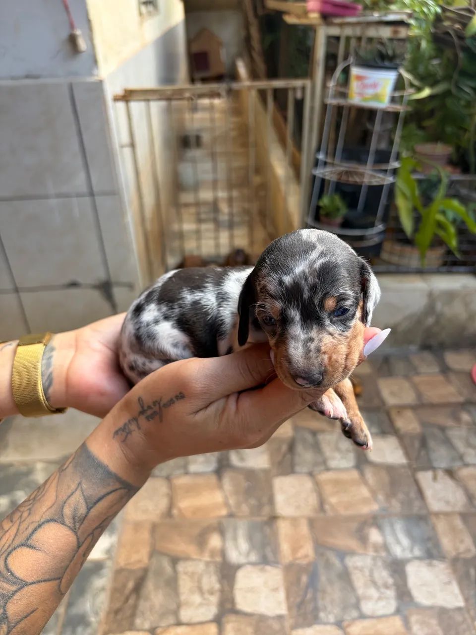 Dachshund salsicha  - Foto 2