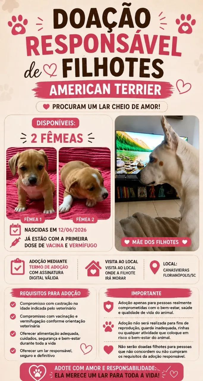 Filhotes American Terrier