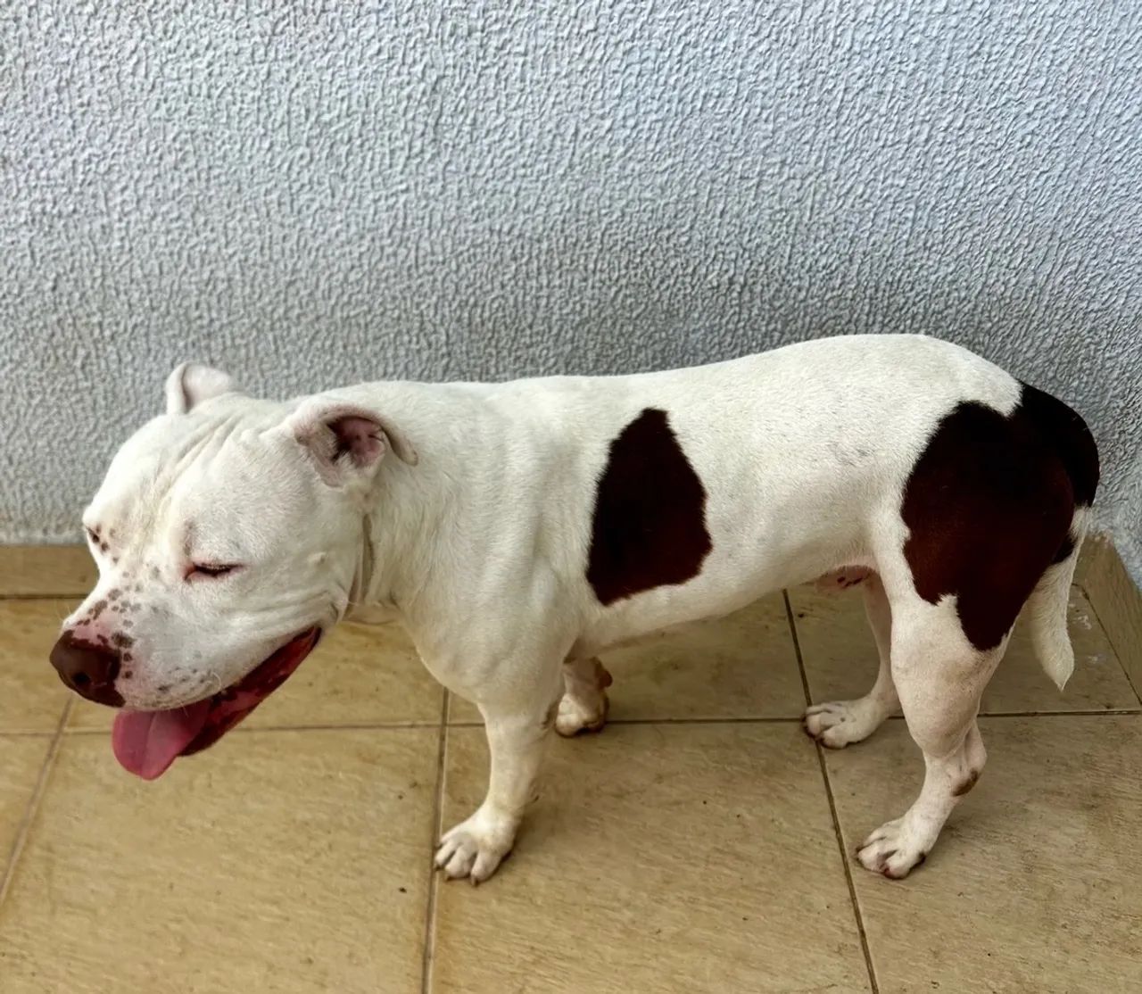 Doação pitbull macho 