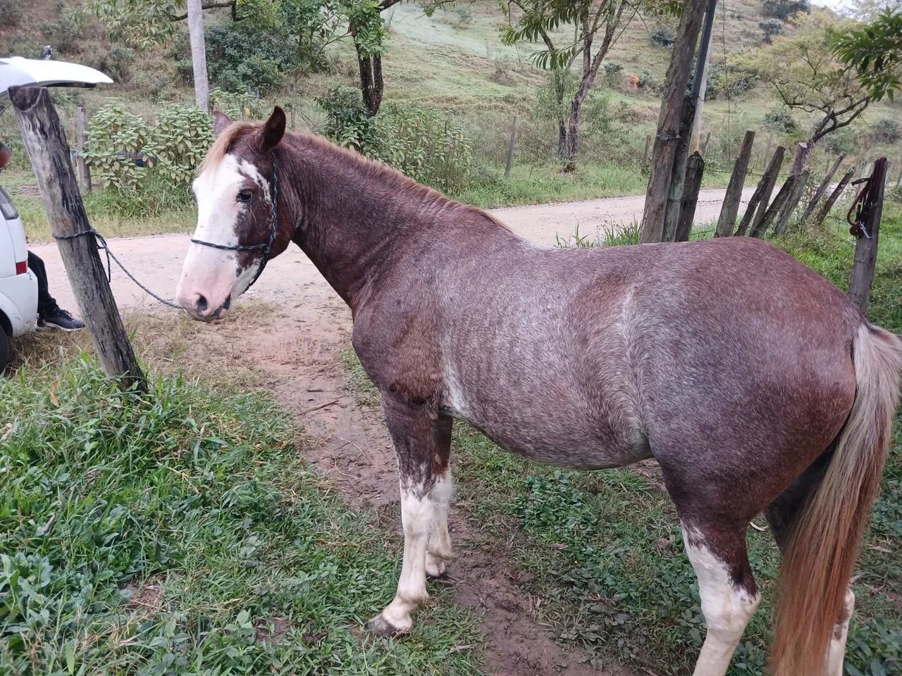 Égua 