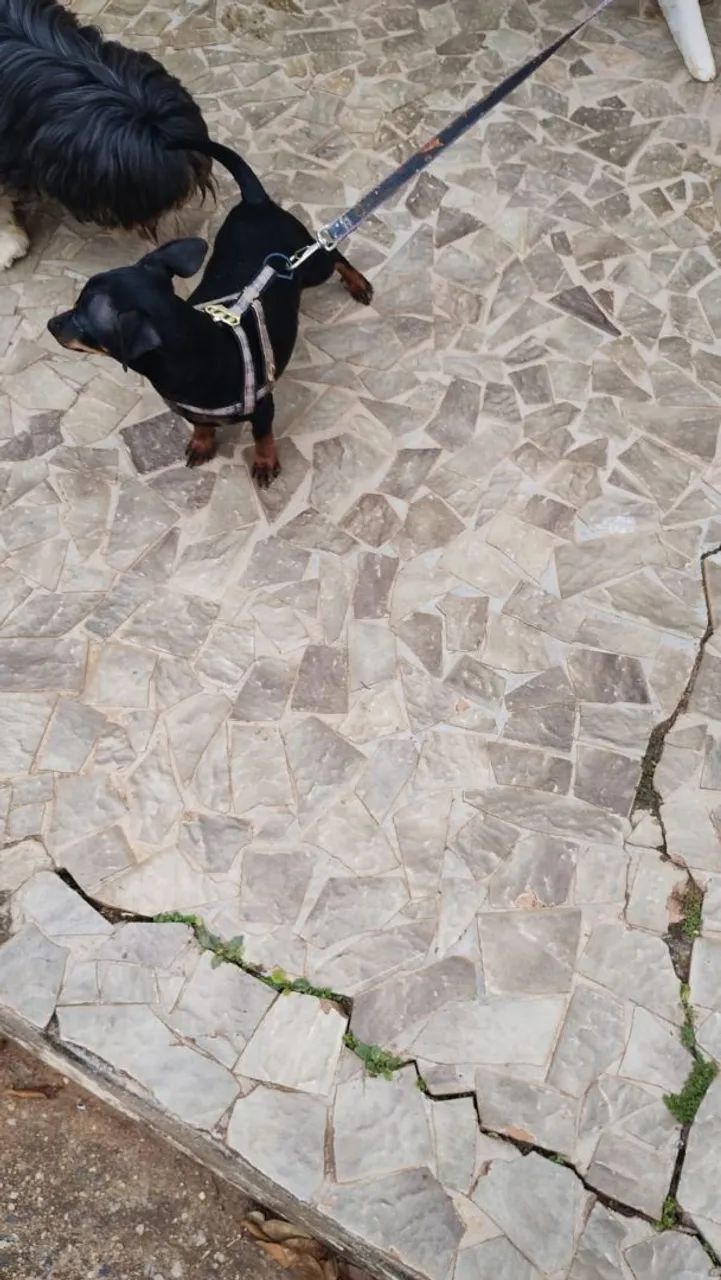 Pincher macho número 1 - Foto 3