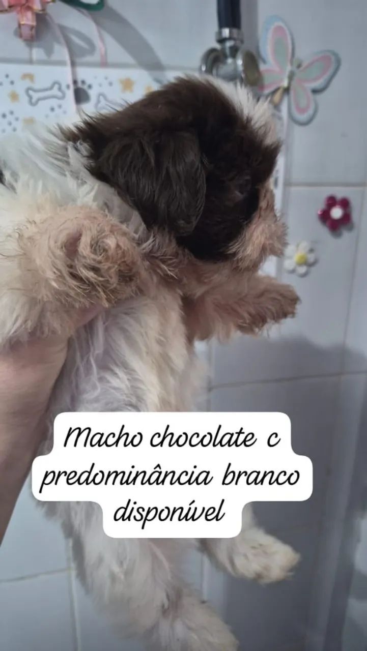 Macho de shitzu 
