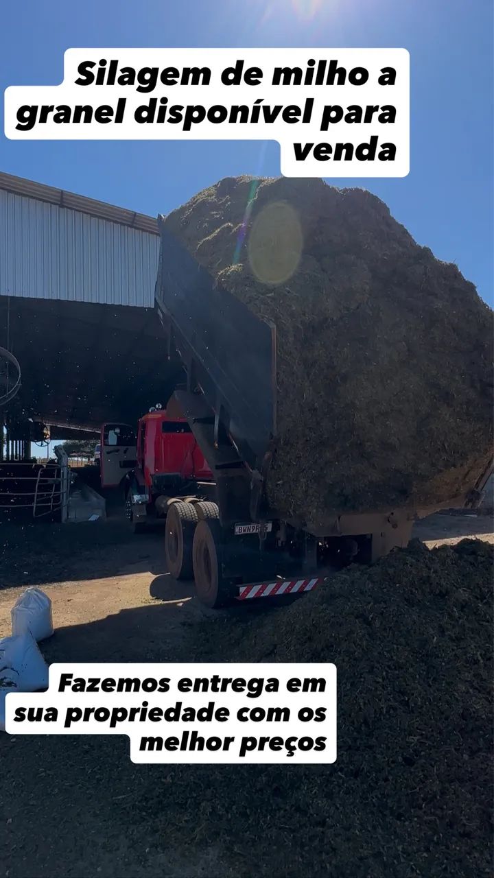 Silagem de milho ensacada e a granel  - Foto 2