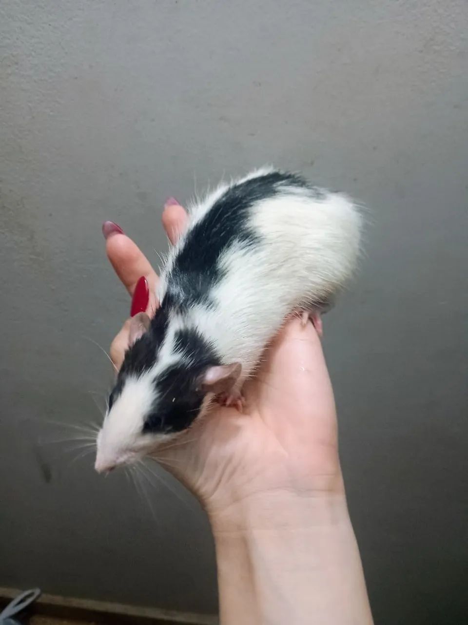 twister macho Dumbo 