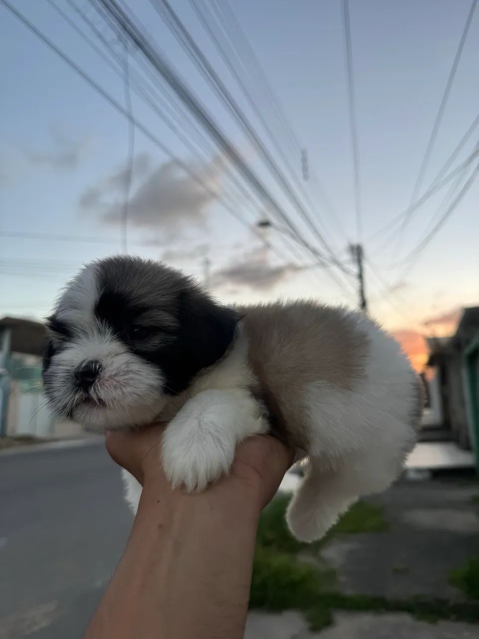 Shihtzu
