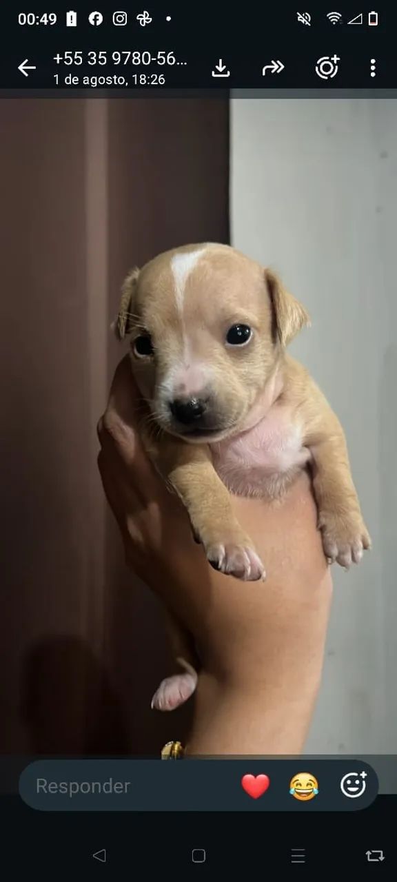 Pintier  mini