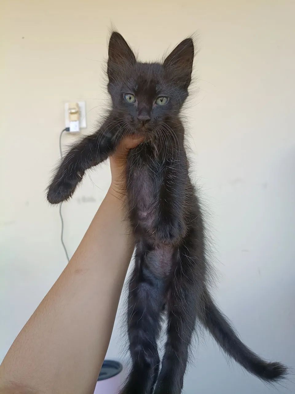 Doação de gatinhos  - Foto 2