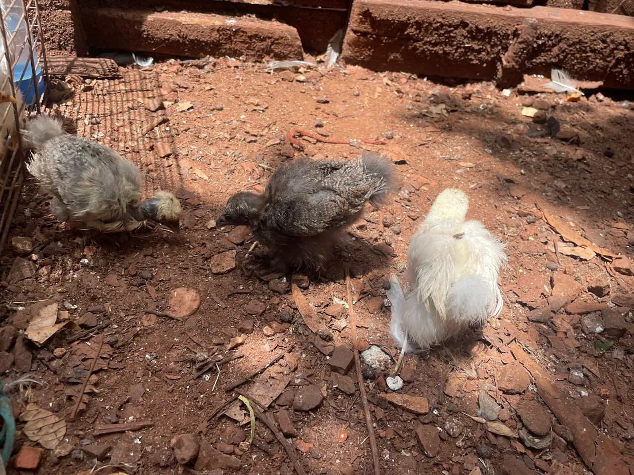 Pintinhos de sedosa - Foto 3