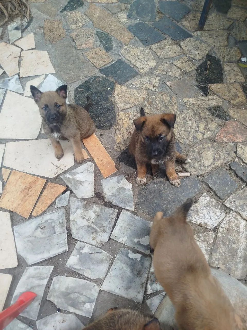 Vendo pastor belga de malinois  - Foto 4