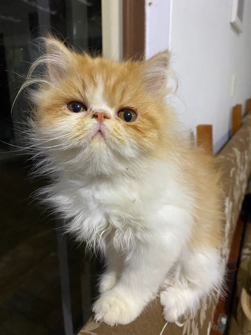 Gato persa lindo macho  - Foto 4