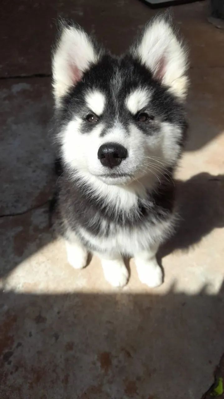 Filhote Macho Husky - Foto 3