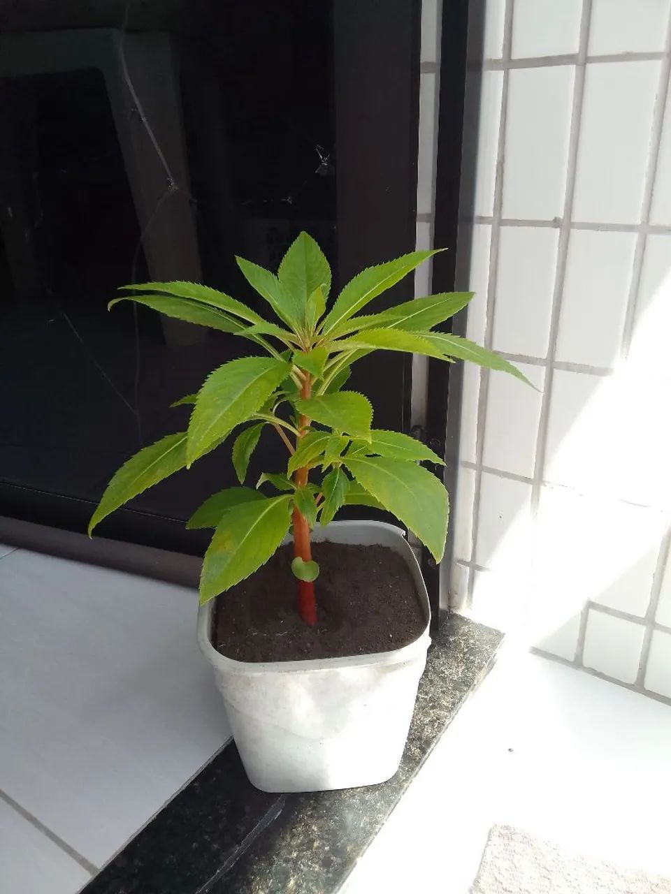 Plantas 