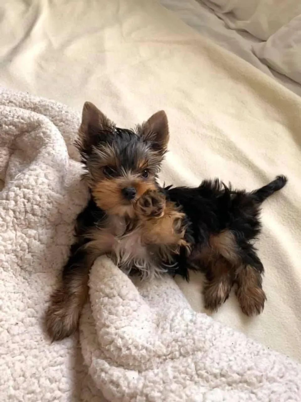 Yorkshire Terrier lindo 