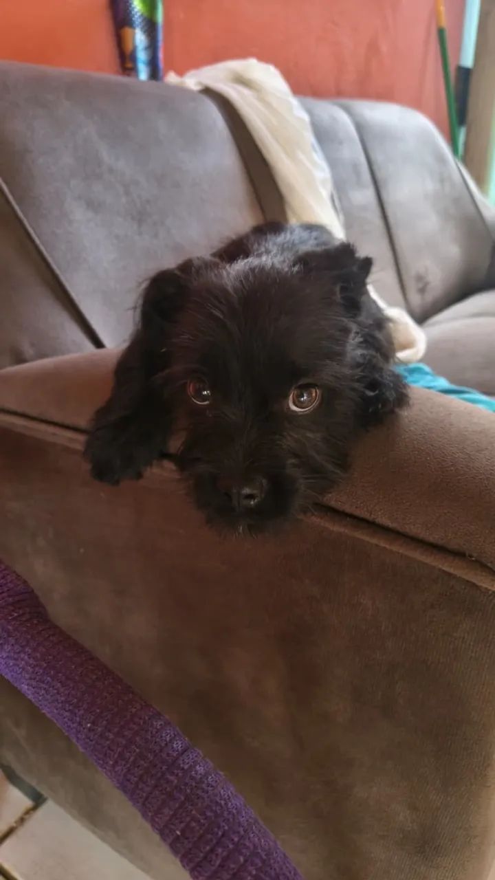 Cachorro  - Foto 3