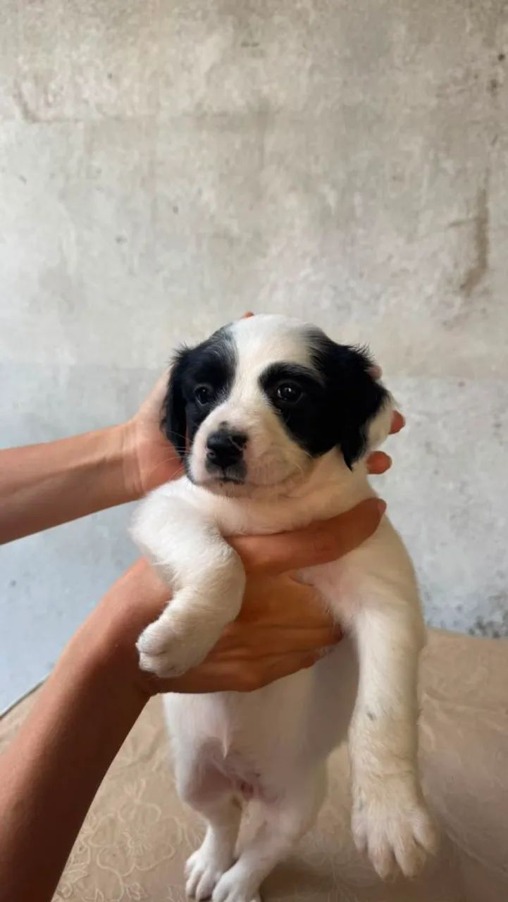 Cachorro  - Foto 2
