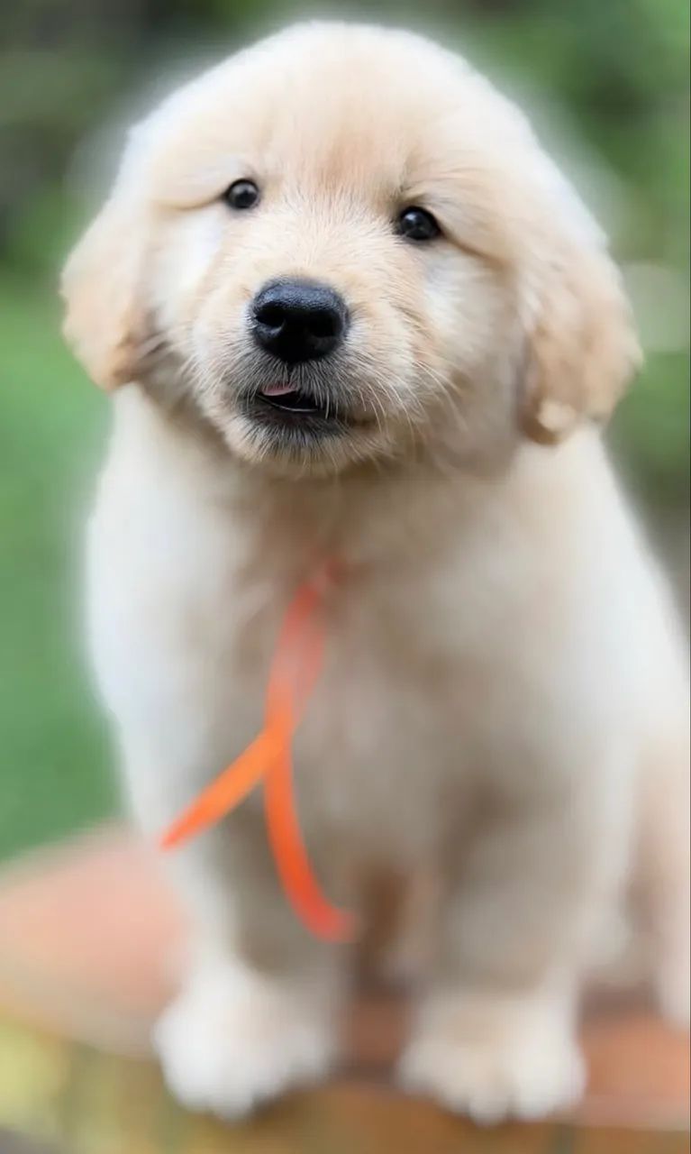 Animal  - Foto 3
