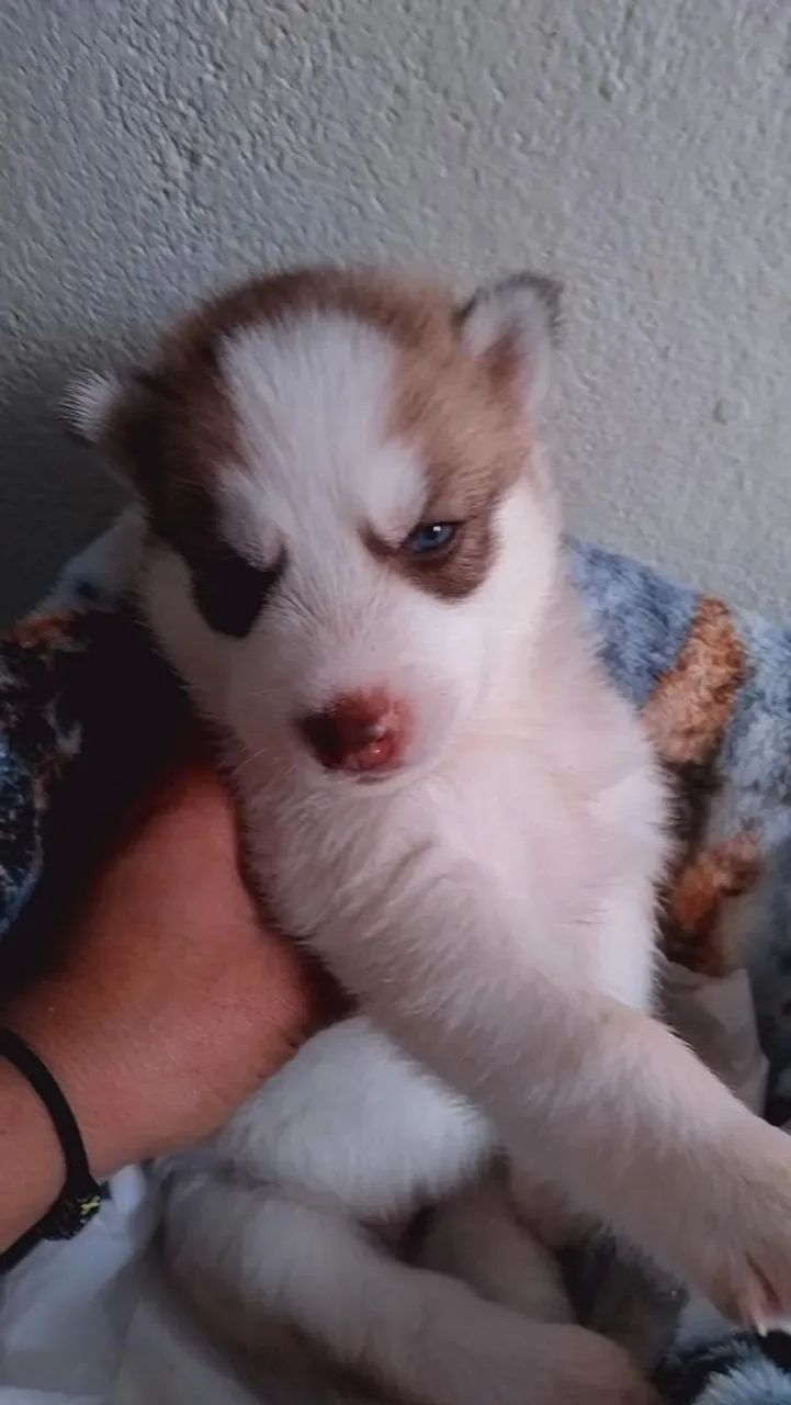 Disponíveis  - Foto 4