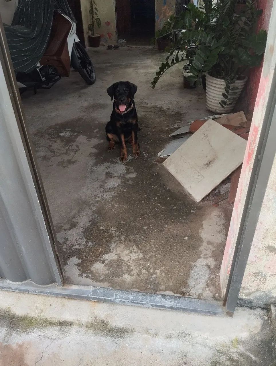 Rottweiler 6 meses - Foto 3