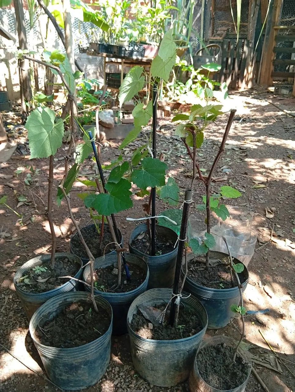 Mudas de uva  - Foto 4