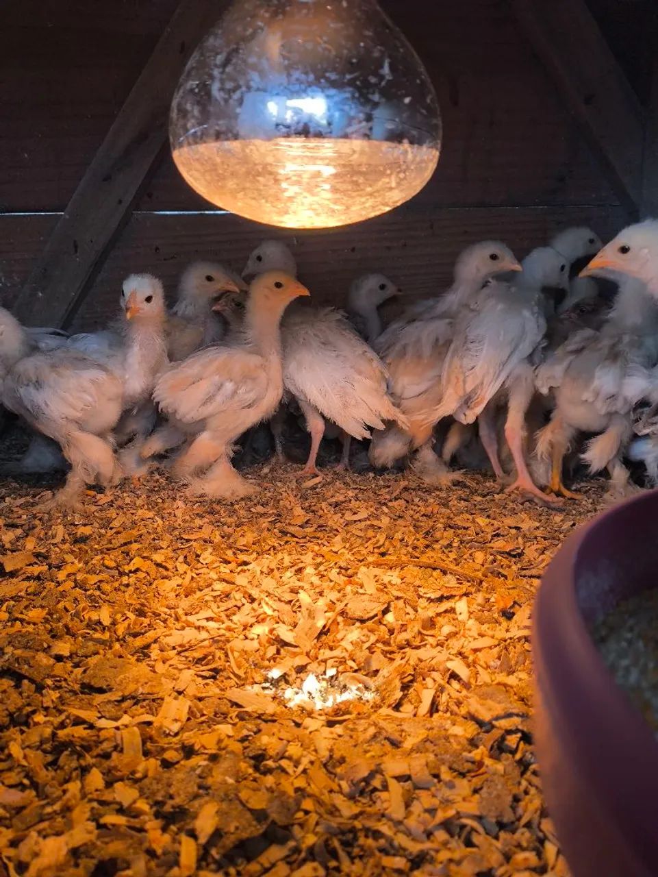  Pintinhos Brahma Lemon e Brama lingt  - Foto 2