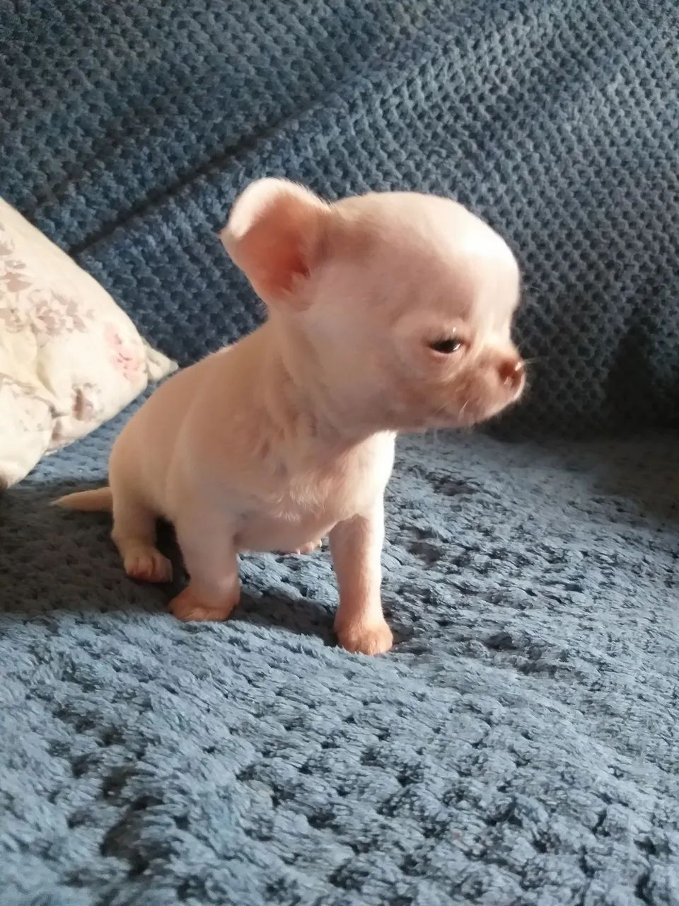 filhote de chihuahua - Foto 3