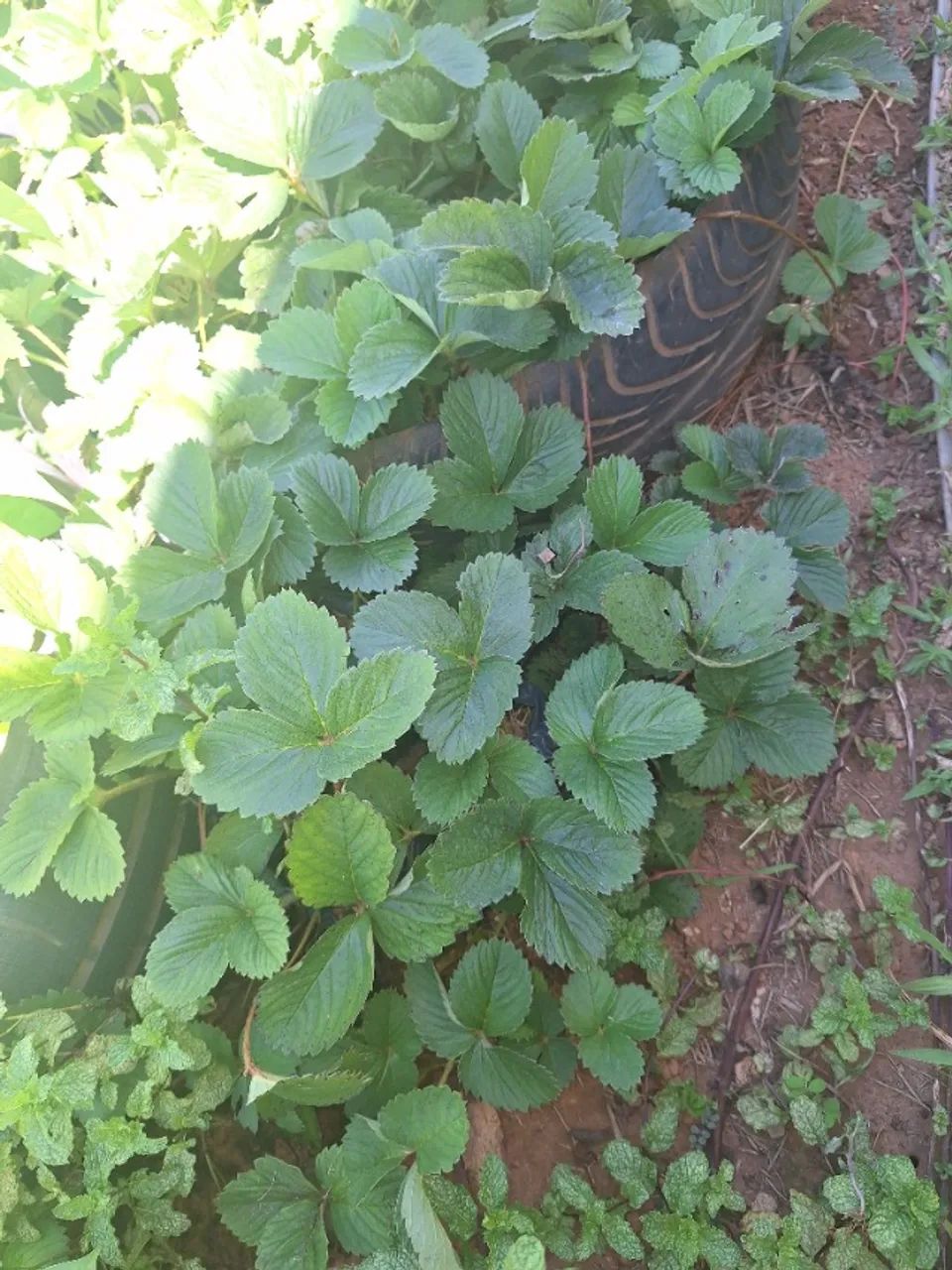Vendo mudas de morango  - Foto 3