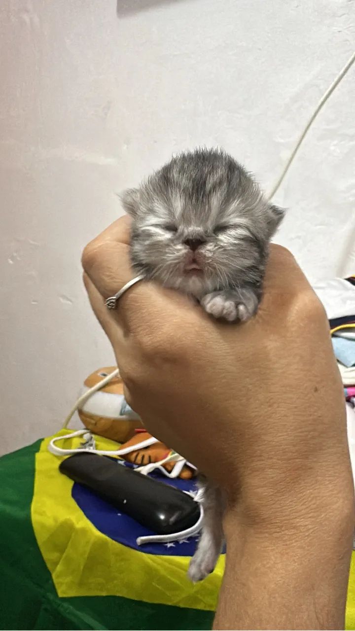 Gatos persas  - Foto 3