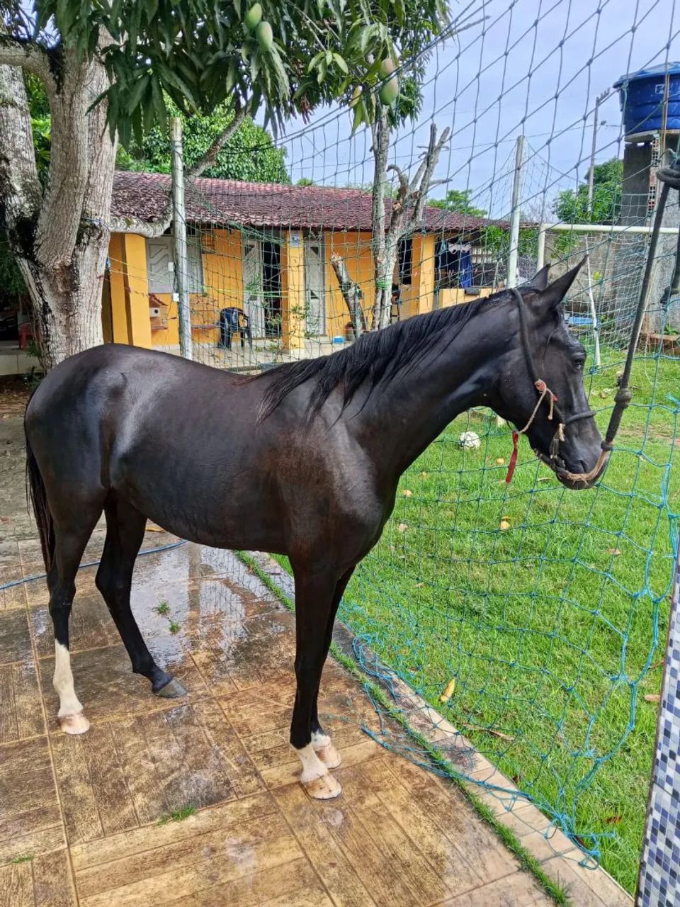Vendo Porda Nova Mestiça  - Foto 3