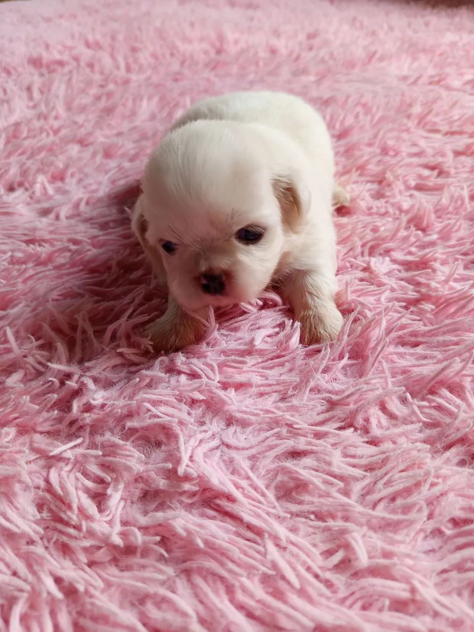 Lindos Cachorrinho da Raça pequinês 