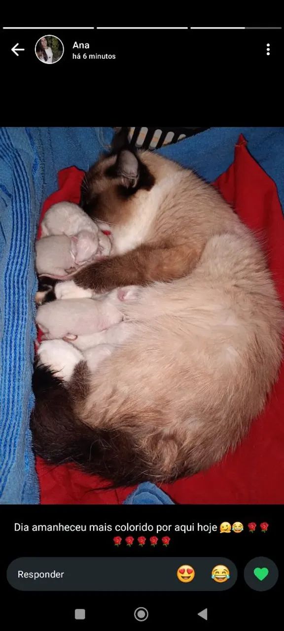 Filhotes de gato