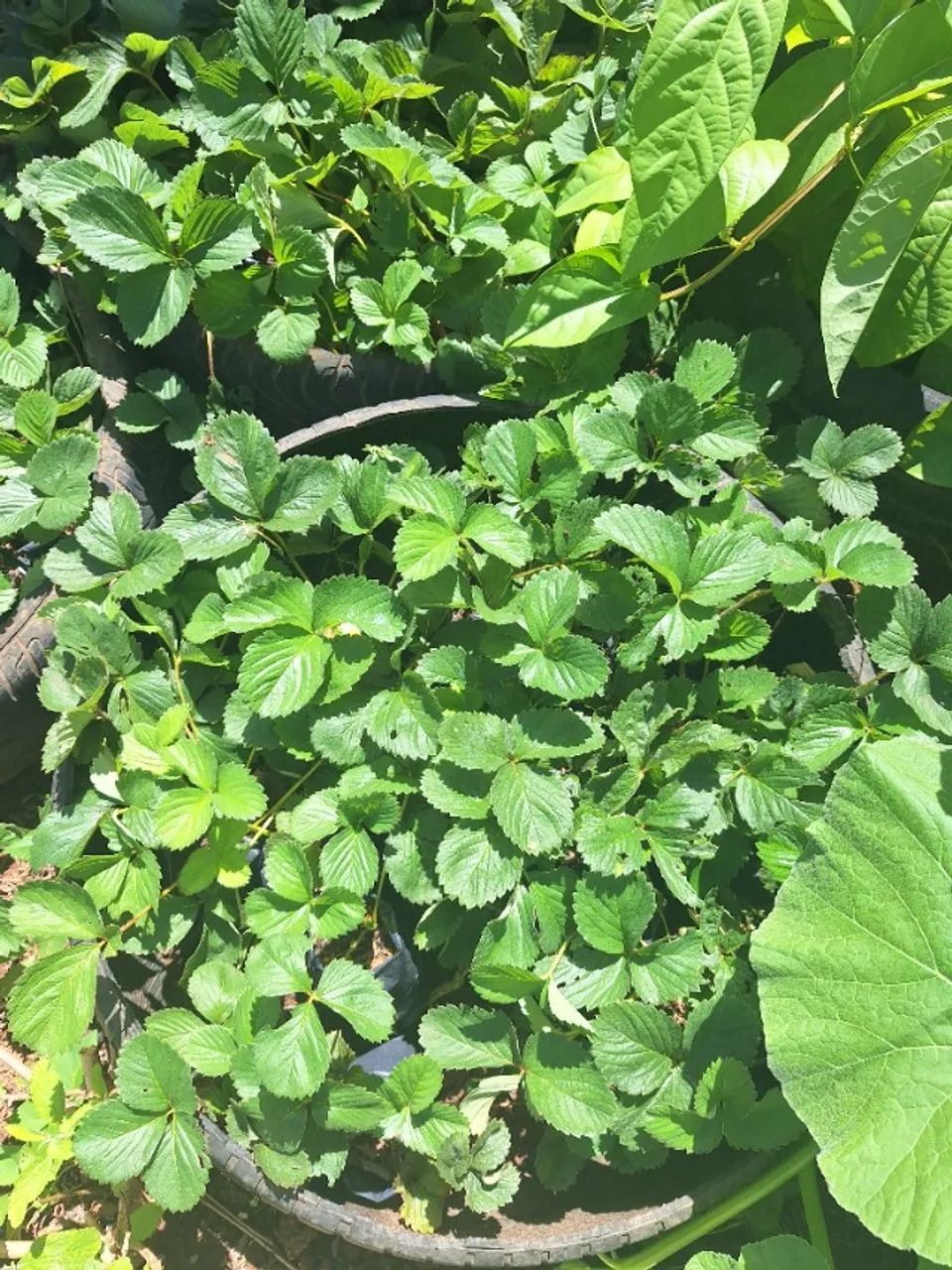 Vendo mudas de morango  - Foto 4