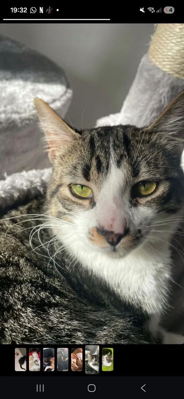 Gato macho ADOÇÃO 