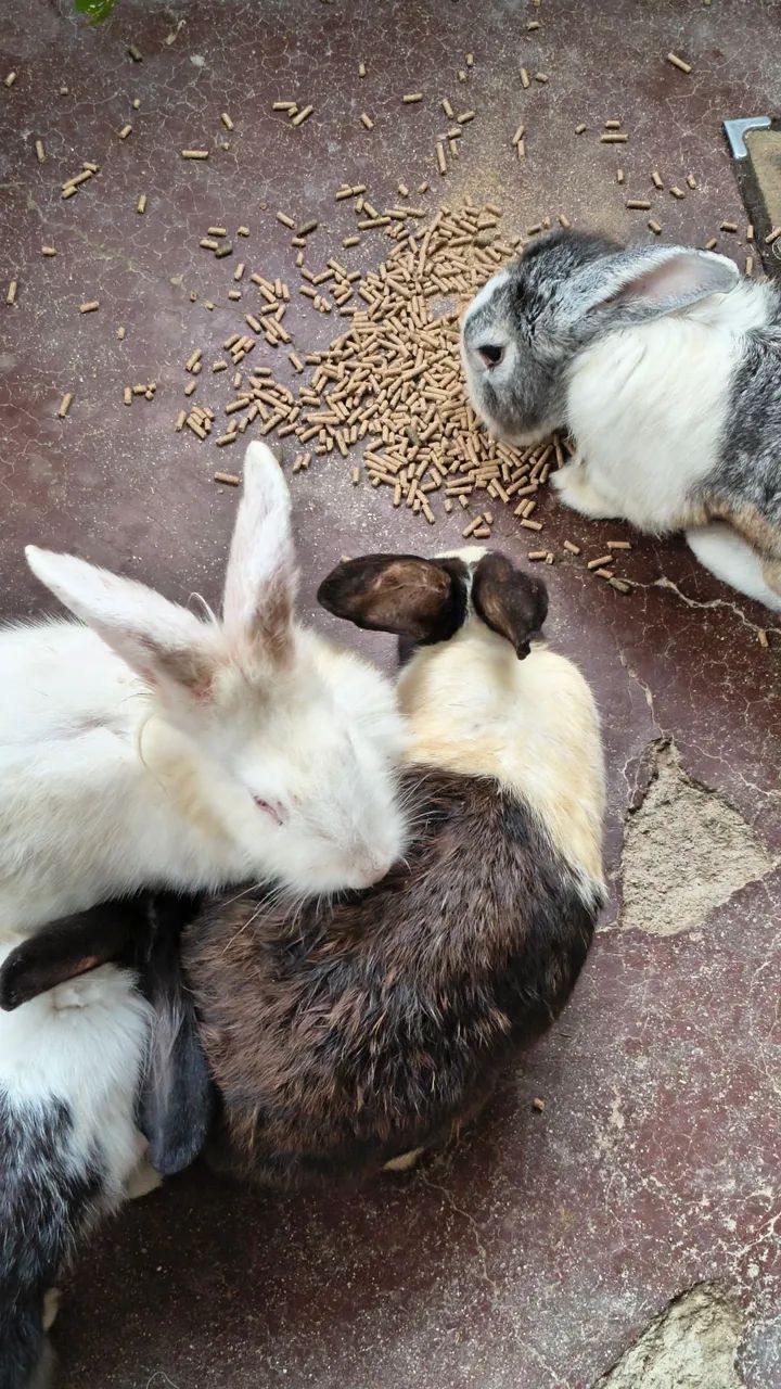 Coelhos - Foto 6