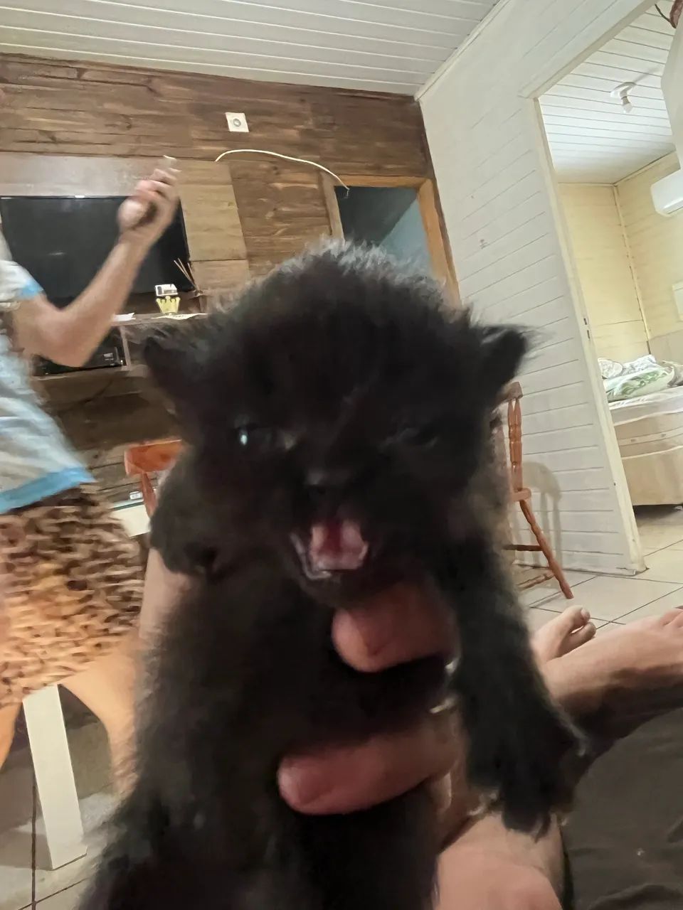 Gato persa  - Foto 2