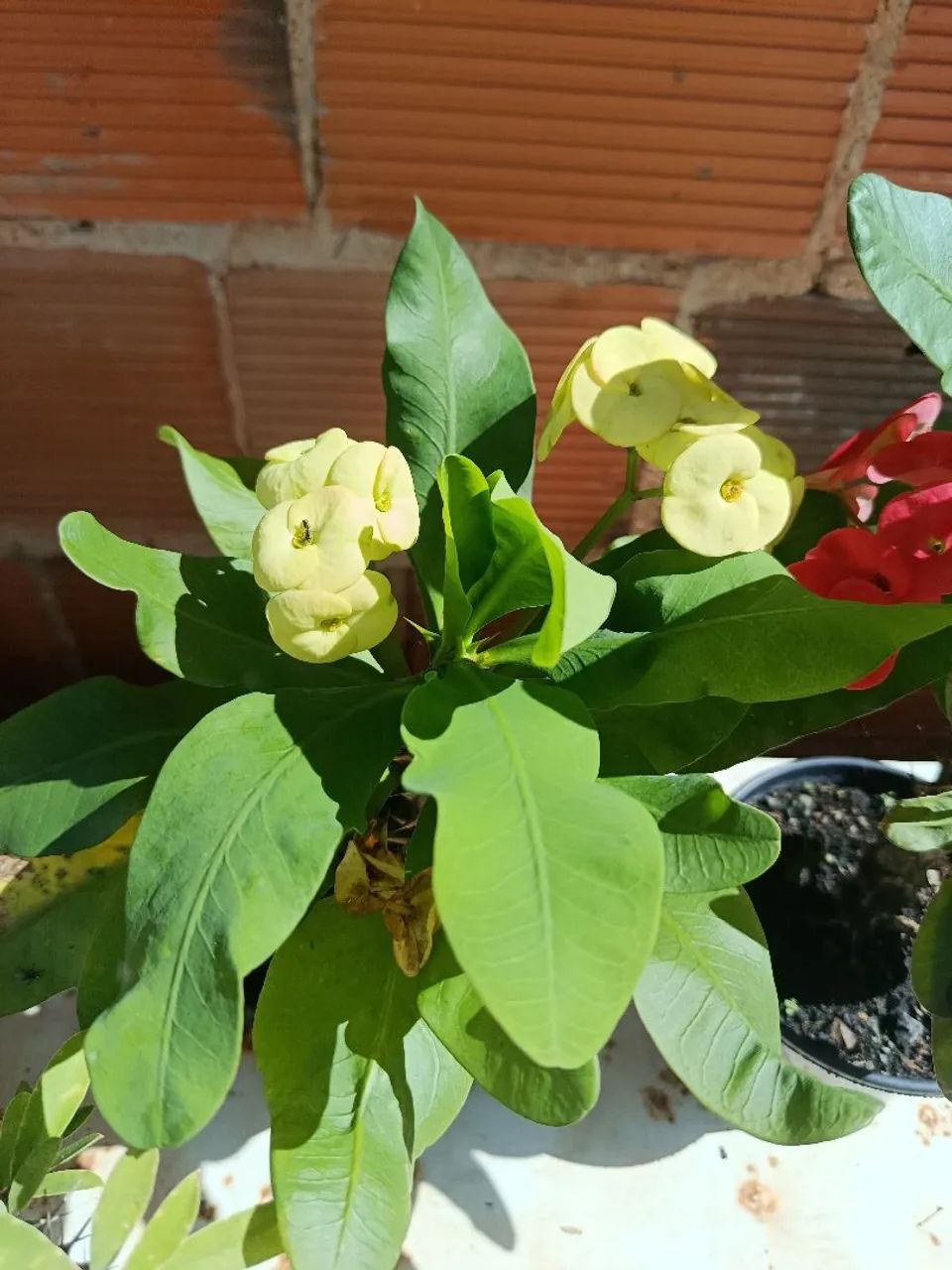Plantas folhagens  - Foto 2