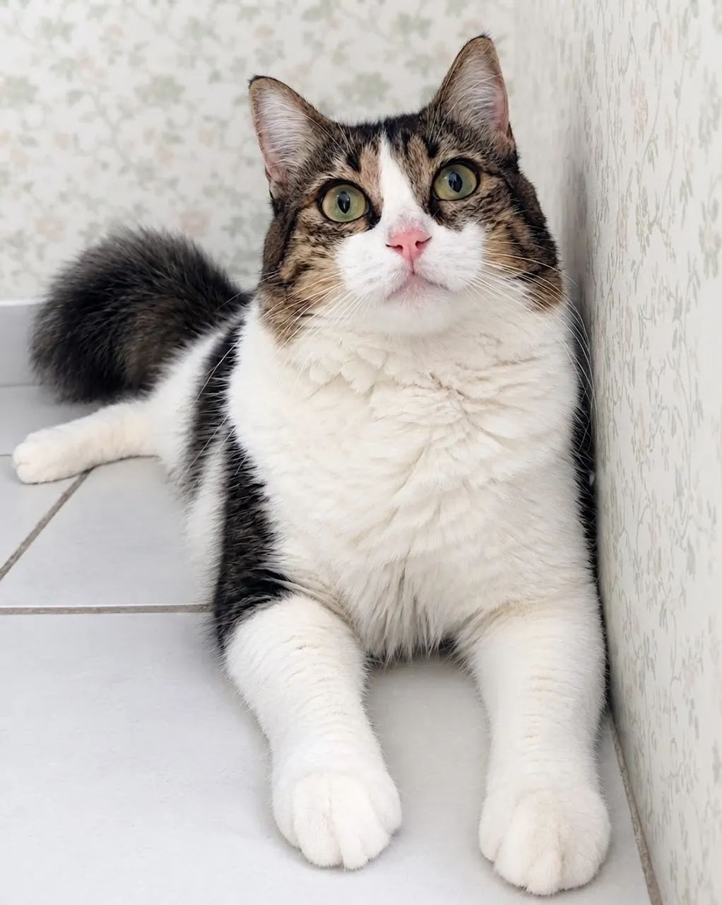 Gatinhas para adoção responsável  - Foto 2